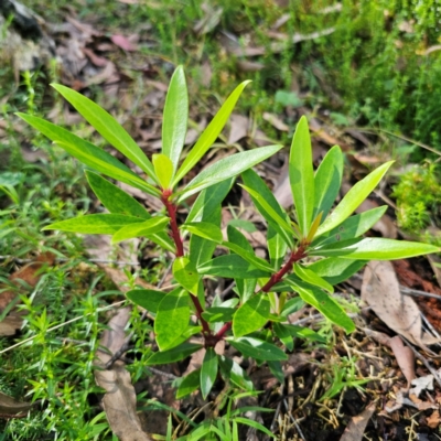 Tasmannia lanceolata (Mountain Pepper) at Tallaganda State Forest - 22 Mar 2024 by Csteele4