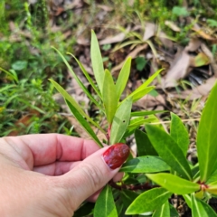 Tasmannia lanceolata at QPRC LGA - 22 Mar 2024 02:15 PM