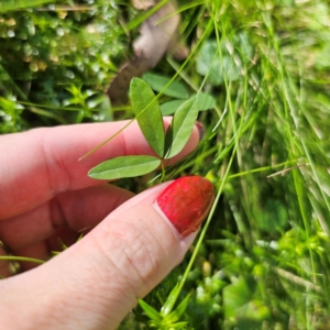Glycine clandestina at QPRC LGA - 22 Mar 2024 02:13 PM