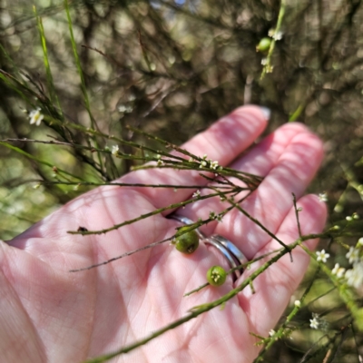 Choretrum candollei (White Sour Bush) at Farringdon, NSW - 22 Mar 2024 by Csteele4