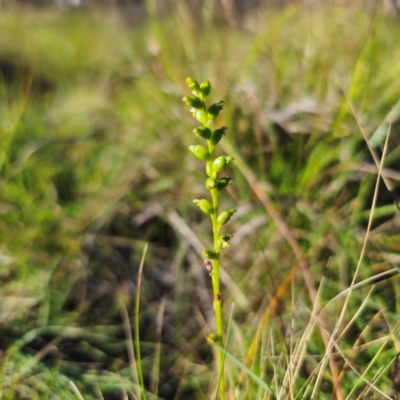 Microtis parviflora (Slender Onion Orchid) at QPRC LGA - 22 Mar 2024 by Csteele4