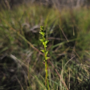 Microtis parviflora at QPRC LGA - 22 Mar 2024