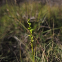 Microtis parviflora at QPRC LGA - 22 Mar 2024