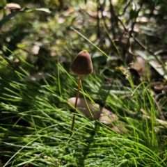 Conocybe sp. at QPRC LGA - 22 Mar 2024 by Csteele4