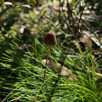 Conocybe filaris at Tallaganda State Forest - 22 Mar 2024 by Csteele4