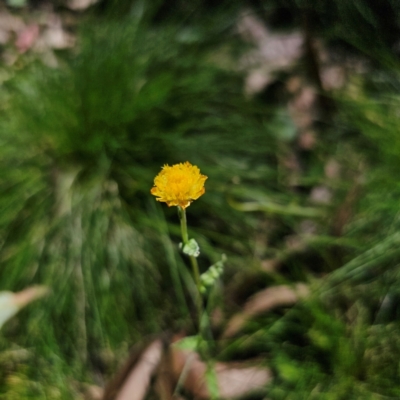 Coronidium monticola (Mountain Button Everlasting) at Tallaganda State Forest - 22 Mar 2024 by Csteele4