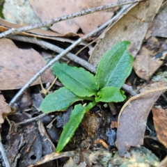 Pterostylis sp. (A Greenhood) at QPRC LGA - 22 Mar 2024 by Csteele4