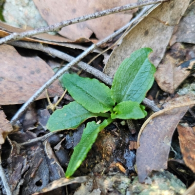 Pterostylis sp. (A Greenhood) at Tallaganda State Forest - 22 Mar 2024 by Csteele4