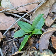 Pterostylis sp. (A Greenhood) at Tallaganda State Forest - 22 Mar 2024 by Csteele4