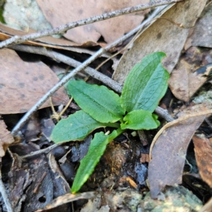 Pterostylis sp. at suppressed - 22 Mar 2024