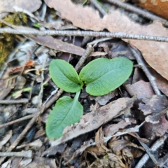 Pterostylis sp. at QPRC LGA - suppressed