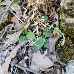 Pterostylis sp. at QPRC LGA - suppressed