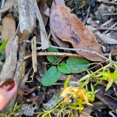 Pterostylis sp. at QPRC LGA - suppressed