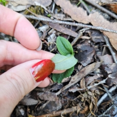 Pterostylis sp. at QPRC LGA - 22 Mar 2024