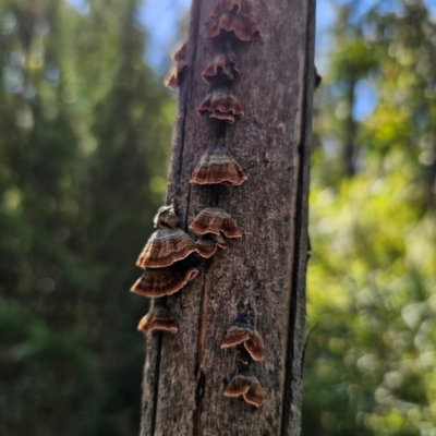 Stereum sp. at Tallaganda State Forest - 22 Mar 2024 by Csteele4