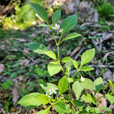 Solanum nigrum (Black Nightshade) at Tallaganda State Forest - 22 Mar 2024 by Csteele4
