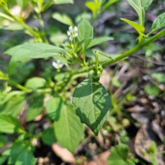 Solanum nigrum at QPRC LGA - 22 Mar 2024