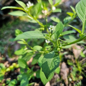 Solanum nigrum at QPRC LGA - 22 Mar 2024