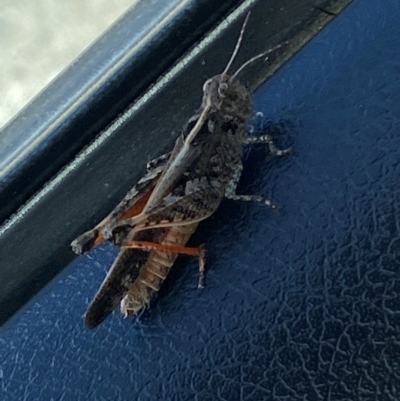 Heteropternis obscurella (A grasshopper) at Denman Prospect, ACT - 22 Mar 2024 by SteveBorkowskis