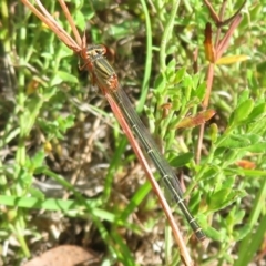 Austroagrion watsoni (Eastern Billabongfly) at Mulligans Flat - 22 Mar 2024 by Christine