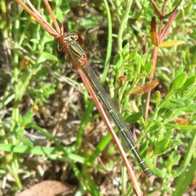 Austroagrion watsoni (Eastern Billabongfly) at Bonner, ACT - 22 Mar 2024 by Christine