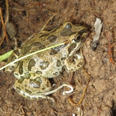 Limnodynastes tasmaniensis (Spotted Grass Frog) at Mulligans Flat - 22 Mar 2024 by Christine