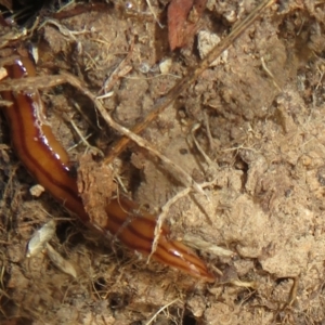 Anzoplana trilineata at Mulligans Flat - 22 Mar 2024