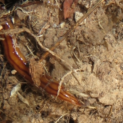 Anzoplana trilineata (A Flatworm) at Mulligans Flat - 22 Mar 2024 by Christine