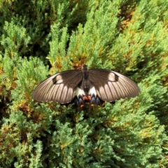 Papilio aegeus (Orchard Swallowtail, Large Citrus Butterfly) at Carwoola, NSW - 8 Feb 2024 by AmyT