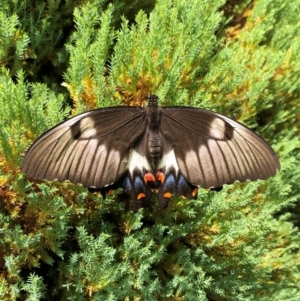 Papilio aegeus at QPRC LGA - 8 Feb 2024