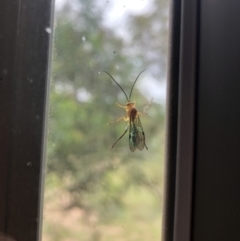 Theronia maculosa (Ichneumon wasp) at Carwoola, NSW - 20 Jan 2024 by AmyT