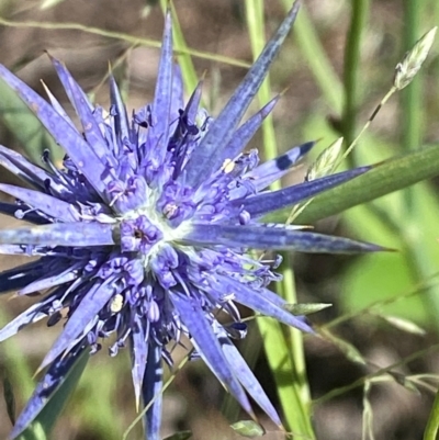 Eryngium ovinum (Blue Devil) at Jerrabomberra Grassland - 1 Feb 2024 by Tapirlord