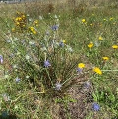 Eryngium ovinum at Jerrabomberra Grassland - 2 Feb 2024