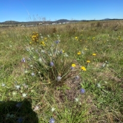 Eryngium ovinum at Jerrabomberra Grassland - 2 Feb 2024 10:52 AM