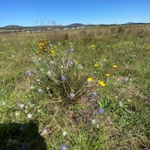 Eryngium ovinum at Jerrabomberra Grassland - 2 Feb 2024