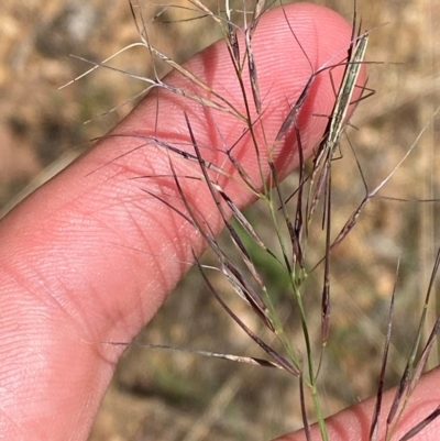 Aristida jerichoensis var. subspinulifera (Jericho Wiregrass) at Uriarra Village, ACT - 1 Feb 2024 by Tapirlord