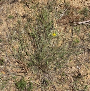 Aristida jerichoensis var. subspinulifera at Uriarra Village, ACT - 1 Feb 2024