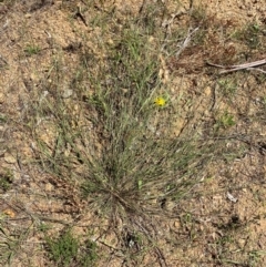 Aristida jerichoensis var. subspinulifera at Uriarra Village, ACT - 1 Feb 2024