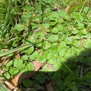 Centella asiatica at Uriarra Village, ACT - 1 Feb 2024