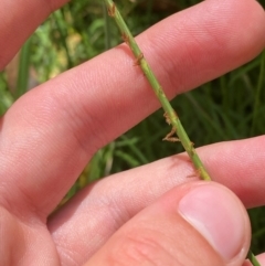 Hemarthria uncinata (Matgrass) at Uriarra Village, ACT - 1 Feb 2024 by Tapirlord