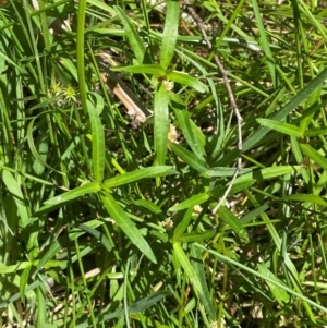 Alternanthera denticulata at Uriarra Village, ACT - 1 Feb 2024