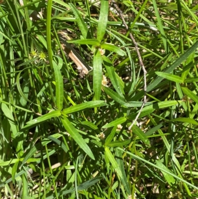 Alternanthera denticulata (Lesser Joyweed) at Uriarra Village, ACT - 1 Feb 2024 by Tapirlord