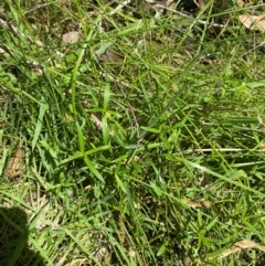 Alternanthera denticulata at Uriarra Village, ACT - 1 Feb 2024