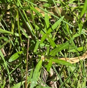 Alternanthera denticulata at Uriarra Village, ACT - 1 Feb 2024