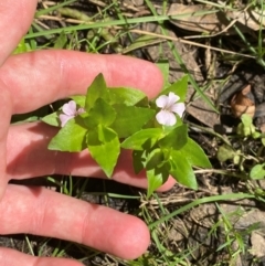 Gratiola peruviana at Uriarra Village, ACT - 1 Feb 2024