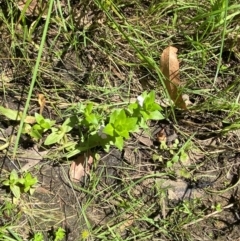 Gratiola peruviana at Uriarra Village, ACT - 1 Feb 2024