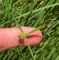 Cyperus sphaeroideus (Scented Sedge) at Uriarra Village, ACT - 1 Feb 2024 by Tapirlord