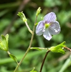 Veronica grosseserrata (A Speedwell) at Uriarra Village, ACT - 1 Feb 2024 by Tapirlord
