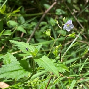 Veronica grosseserrata at Uriarra Village, ACT - 1 Feb 2024 11:52 AM