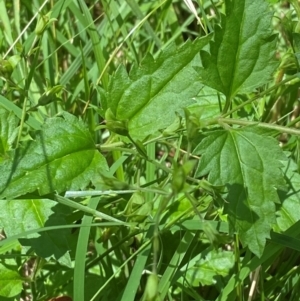 Veronica grosseserrata at Uriarra Village, ACT - 1 Feb 2024